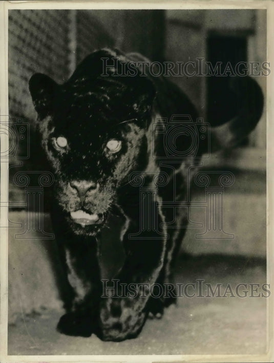 1936 Press Photo Beauty & primal savagery are in this jungle "Joe Louis" jaguar- Historic Images