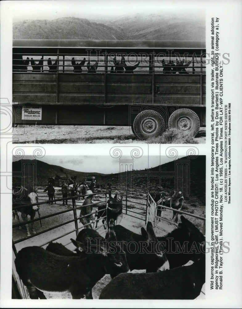 1986 Press Photo Wild burros captured are herded into temporary corral - Historic Images