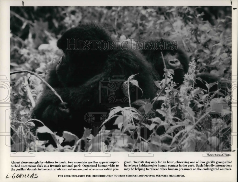 1989 Press Photo Two Mountain Gorillas at Rwanda National Park in Africa - Historic Images