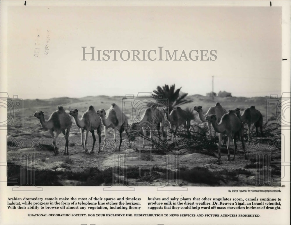 1986 Press Photo Arabian Dromedary Camels - Historic Images