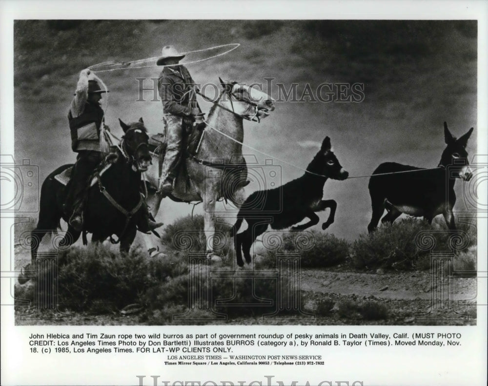 1986 Press Photo John Hiebica and Tim Zaun rope two wild burros - Historic Images