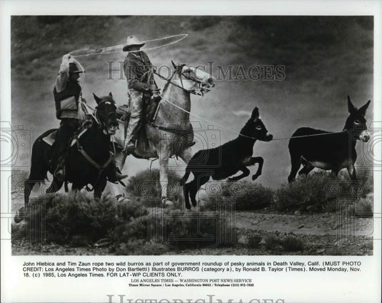 1986 Press Photo John Hiebica and Tim Zaun rope two wild burros - Historic Images