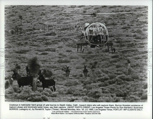 1986 Press Photo Cowboys in helicopter her wild burros in Death Valley - Historic Images