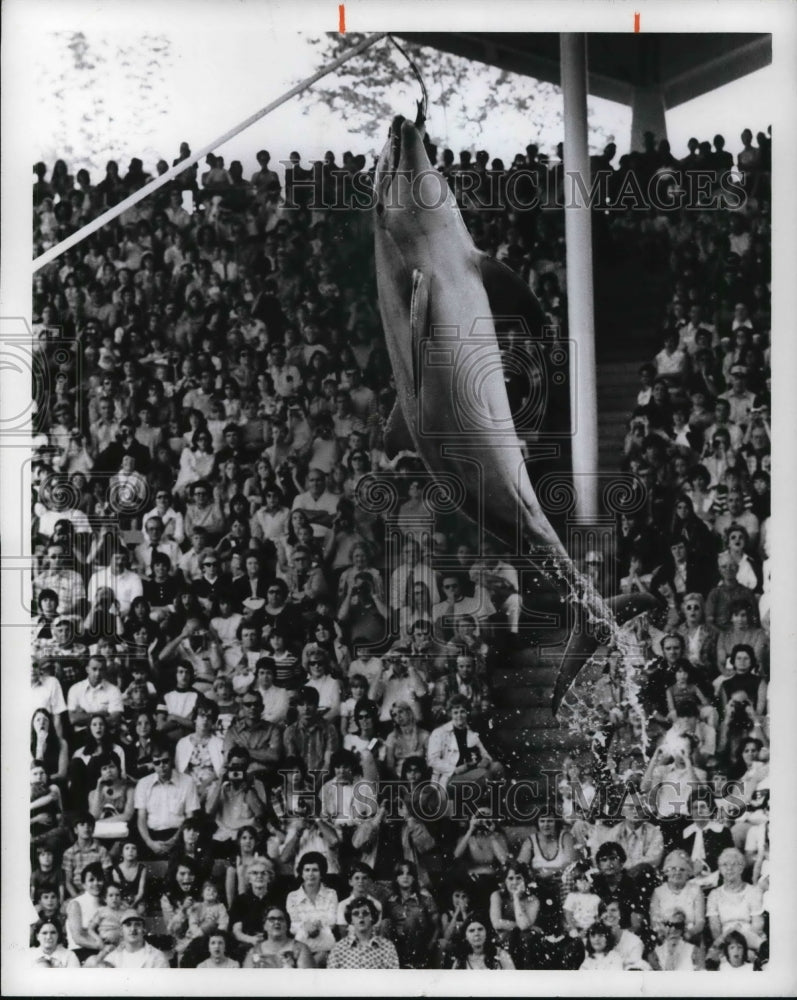 Press Photo Aphrodite the World&#39;s highest jumping dolphin at Sea World - Historic Images