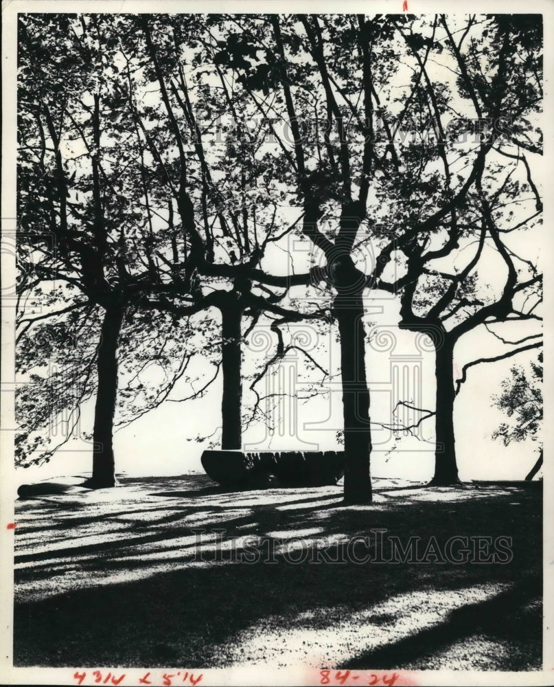 1977 Press Photo Trees - Historic Images