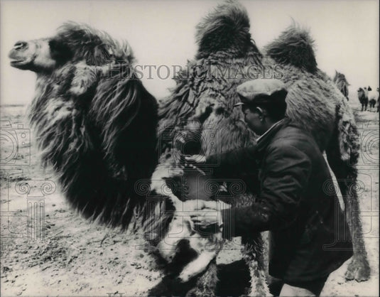1987 Press Photo Camels being fed by caretaker - Historic Images