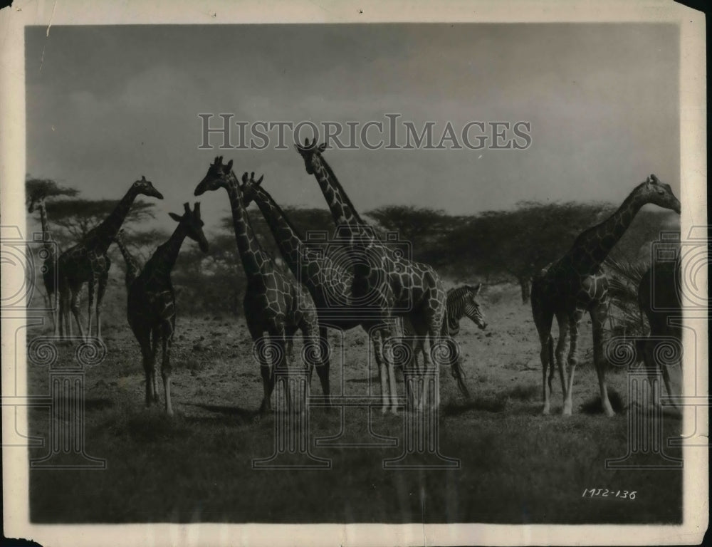 Press Photo Giraffes - Historic Images