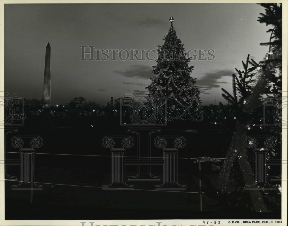 1980 Press Photo Christmas Trees - Historic Images