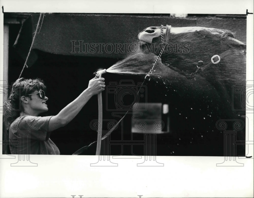 1987 Press Photo Lynn O&#39;Dey bathed and groomed her horse by the stable. - Historic Images