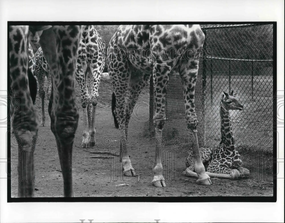 1987 Press Photo The giraffes at the zoo, with no bars the Safari exhibit - Historic Images