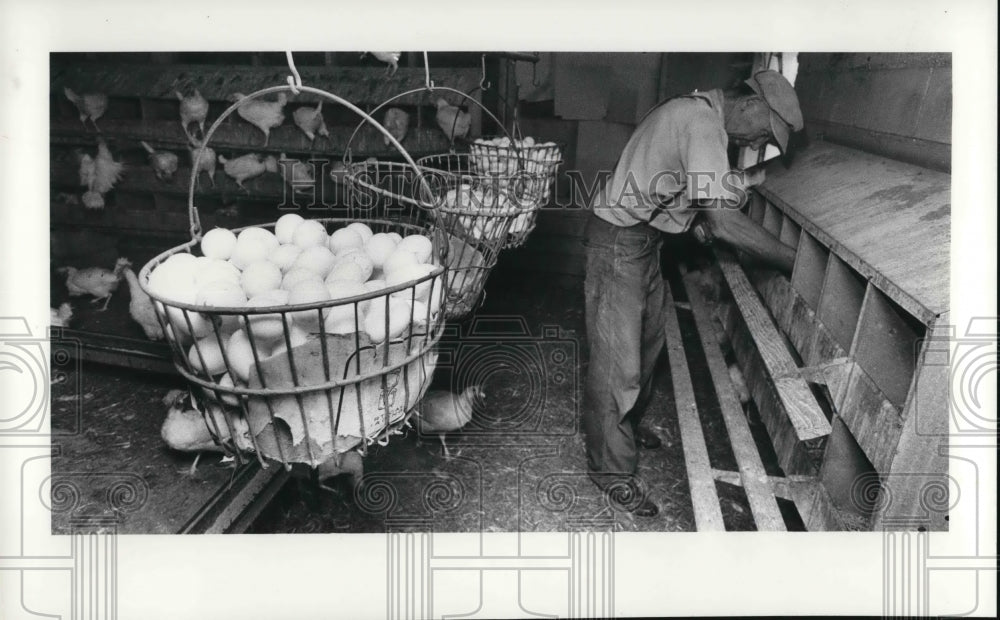 1986 Press Photo Ernie Hathaway picks eggs - Historic Images