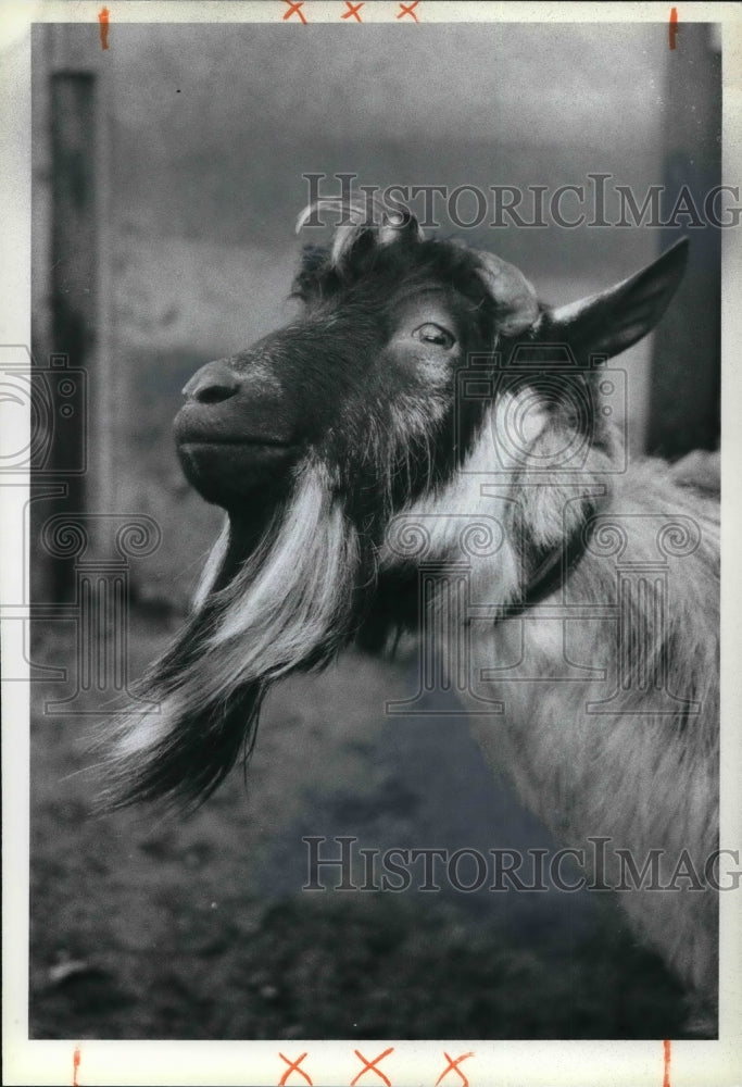 1978 Press Photo Billy the goat hopes yo be Navy mascot - Historic Images