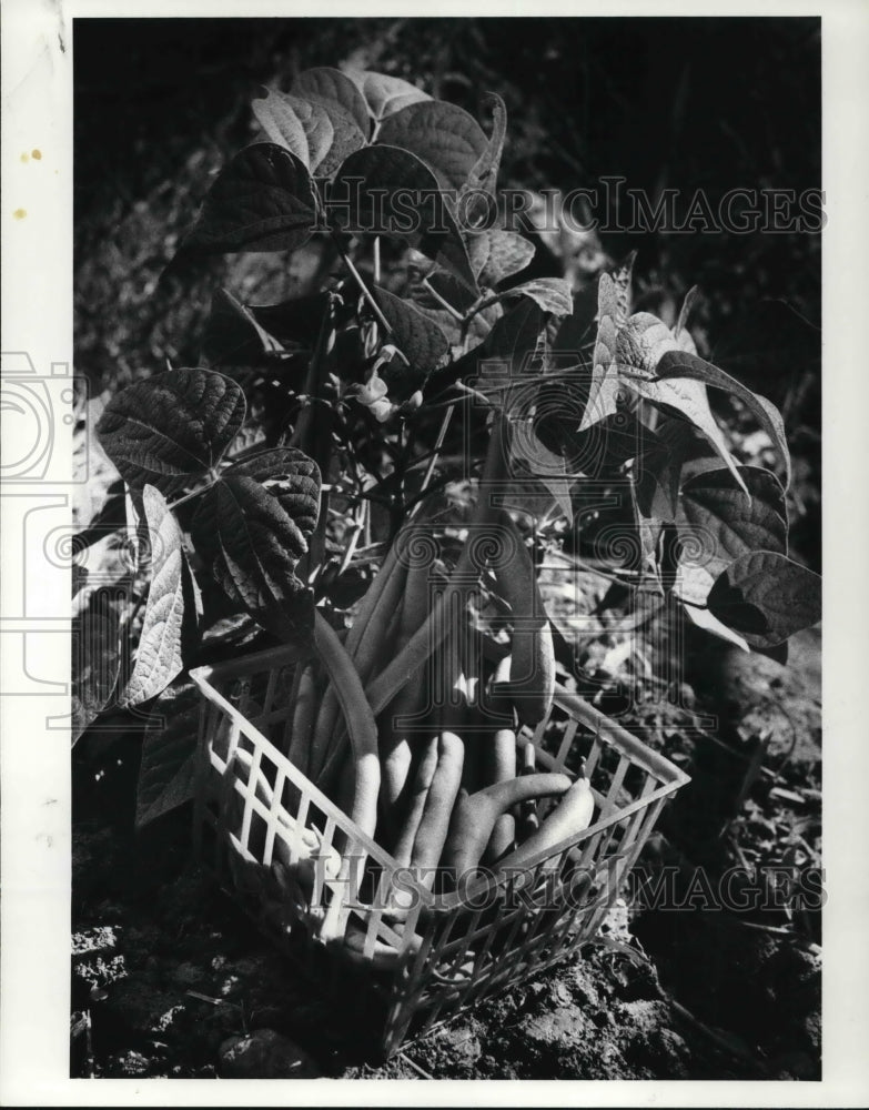 1984 Press Photo Beans that are planted in mid may - Historic Images