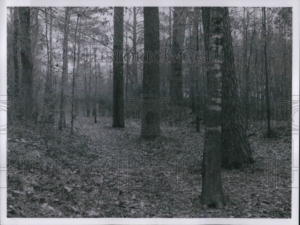 1960 Press Photo Trees beside a parkway on a old sunken road - Historic Images