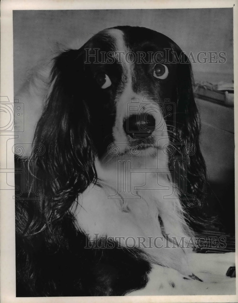 1965 Press Photo Springer Spaniel named Panda taken by Robert Manry - cva34632-Historic Images