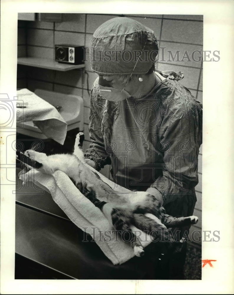 1981 Press Photo Dr Linda Schoenberg-Jones moves a cat to recovery - Historic Images