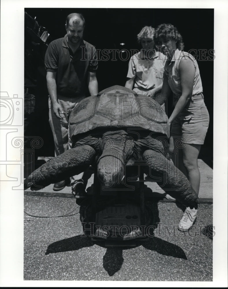 1991 Press Photo Alan Sironen, curator of mammals,Tracy Sorenson &amp; Linda Eierdam - Historic Images