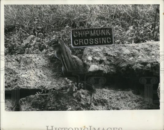 1969, Chipmunk Crossing sign in backyard of Kenneth Cole home - Historic Images