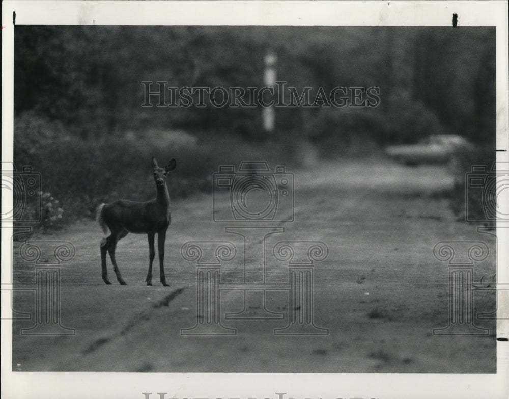 1991 Press Photo Deers - cva48844-Historic Images