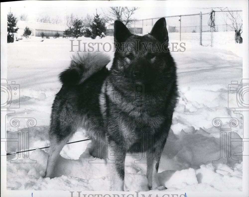 1971 Press Photo Elkhound standing in the snow-Historic Images