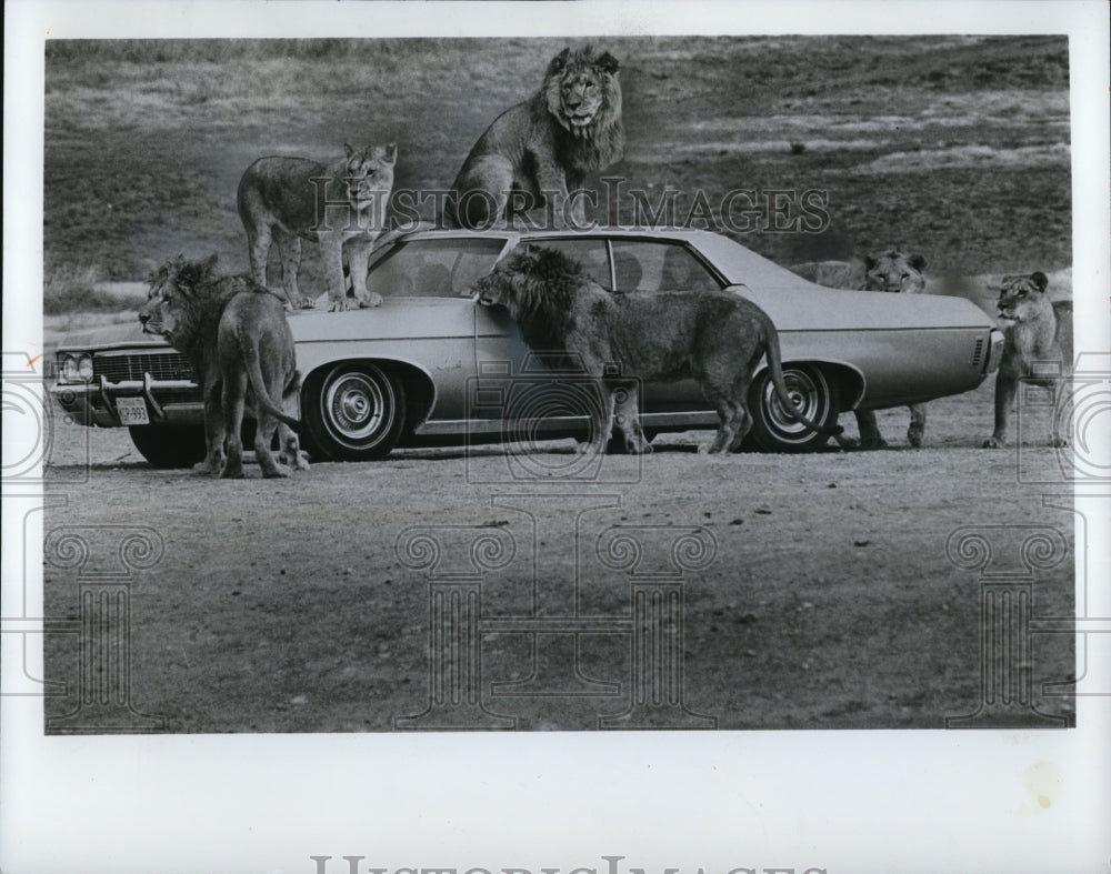 1971 Press Photo African Lion Safari Amusement Park - Historic Images