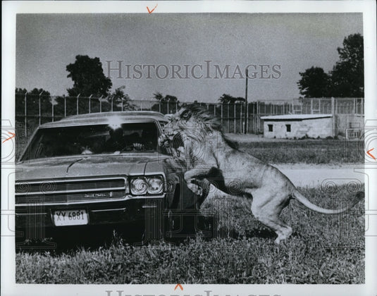 1972 African Lion Safari Amusement Park - Historic Images