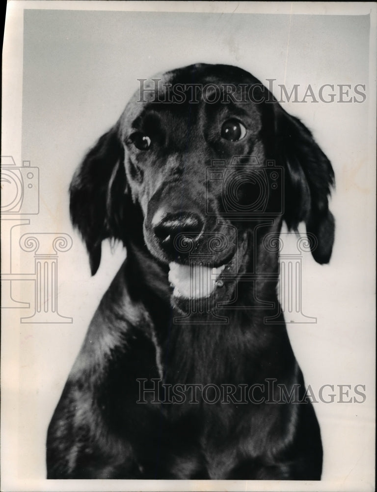 1968 Dog Retriever - Historic Images