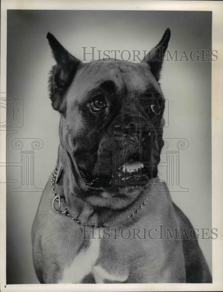 1961, Boxer waiting for master at Cleveland Animal Protective League - Historic Images