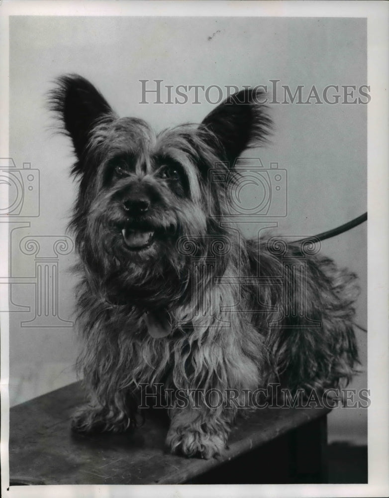 1960 Press Photo Cairn Terrier brought to Cleveland Animal Protective League-Historic Images