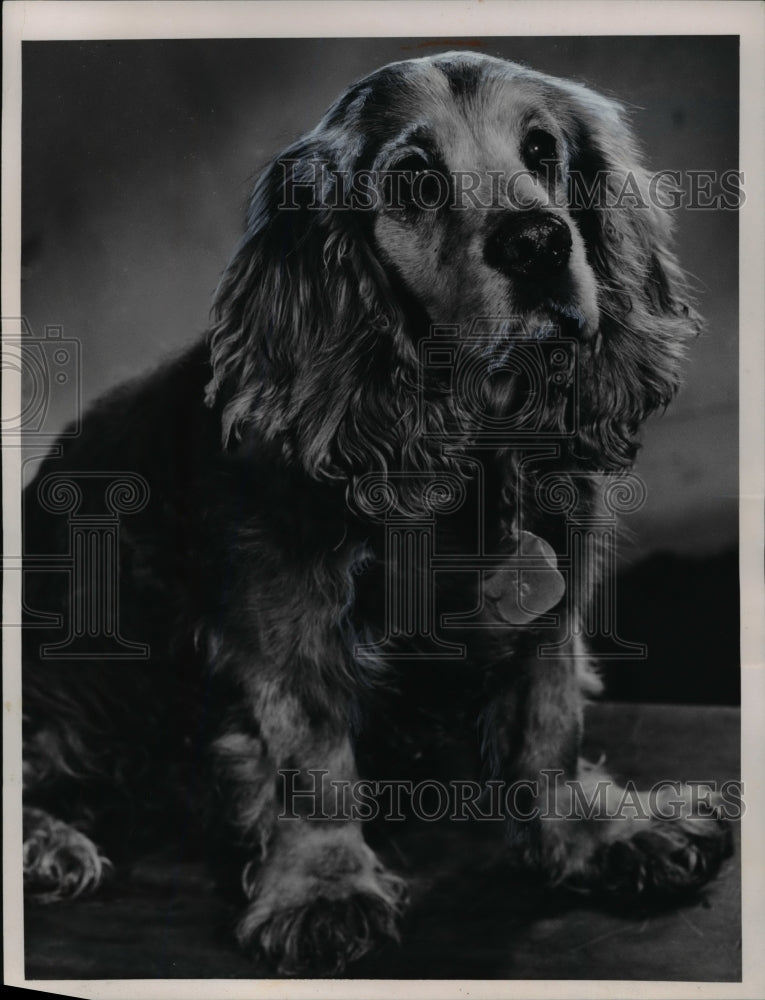 1960 The cocker spaniel dog in the Animal Protective Leage - Historic Images