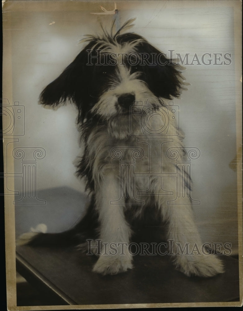 1966 Press Photo Dogs General Mixed Breed - Historic Images