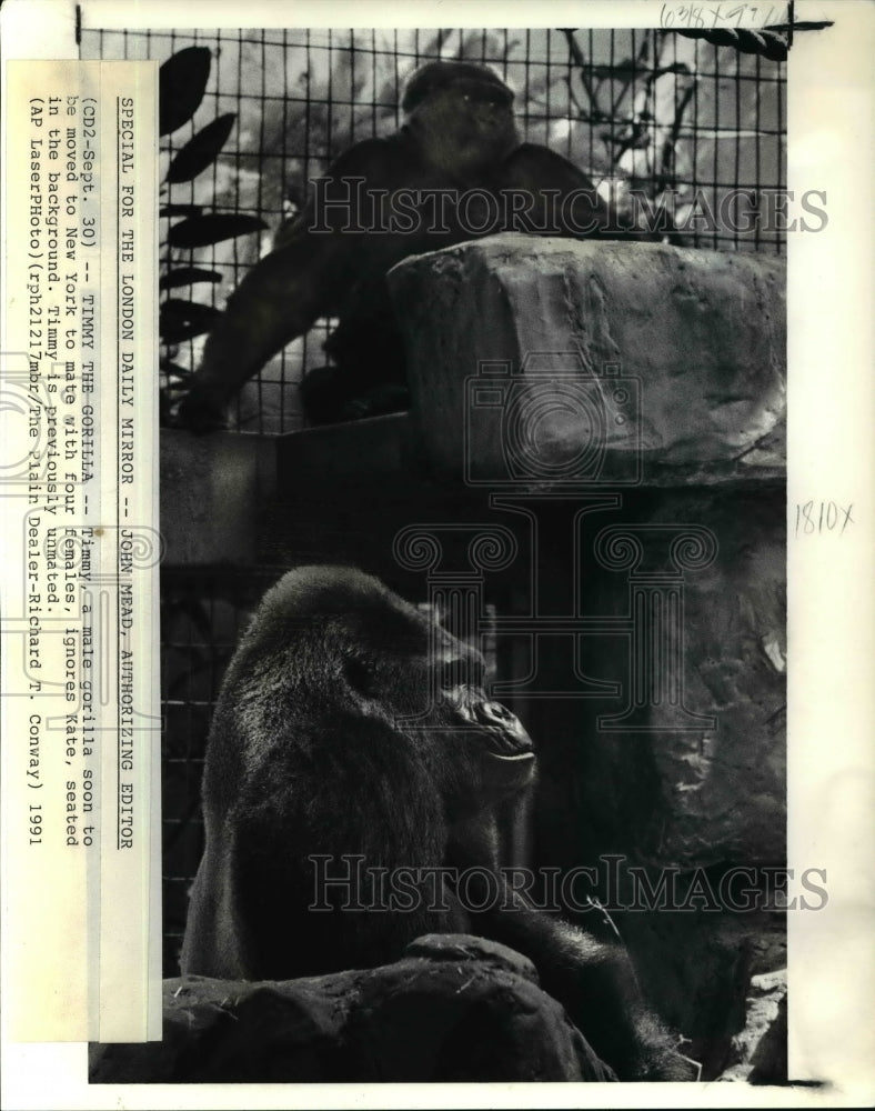 1991 Press Photo Timmy The Male Gorilla Who Will Soon Make The Trip To NY - Historic Images