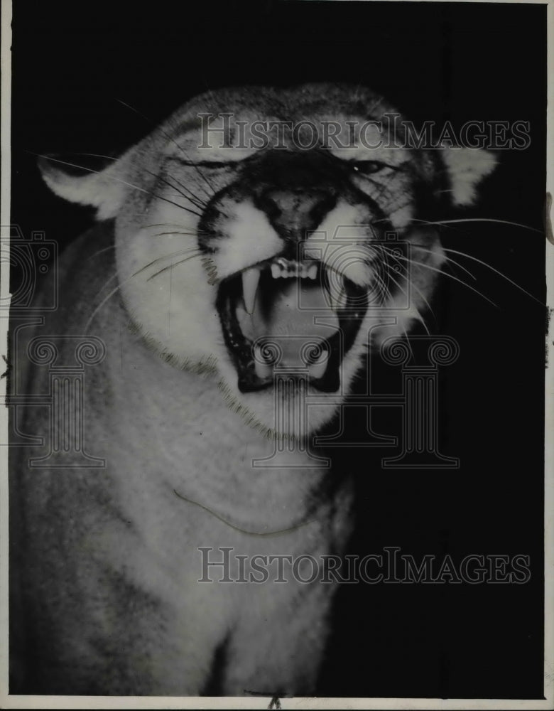 1945 The tiger at the Cleveland Zoo - Historic Images