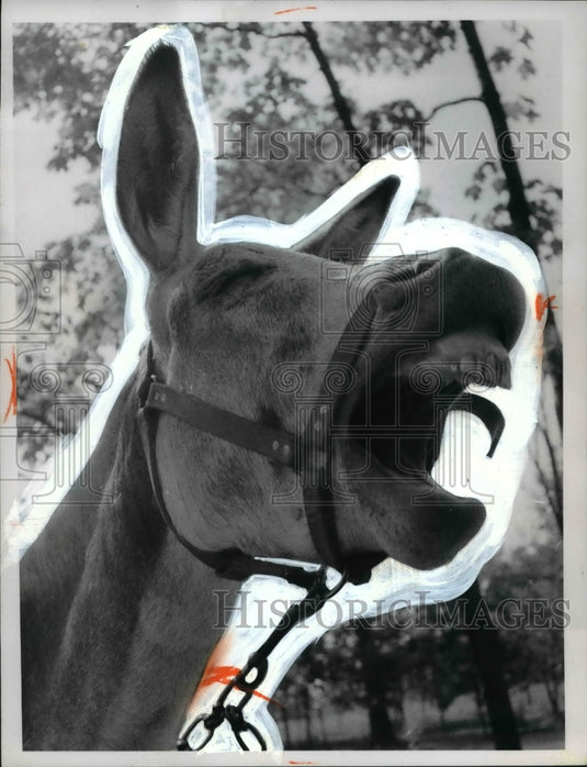 1966 Burro Chiquita Relong Mr. & Mrs. Louis Kratzer - Historic Images