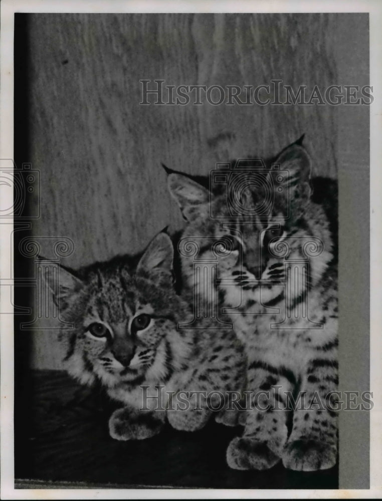 1960 Press Photo Two Other Bobcats Offered A New Mixture Of Ground Trash Fish - Historic Images