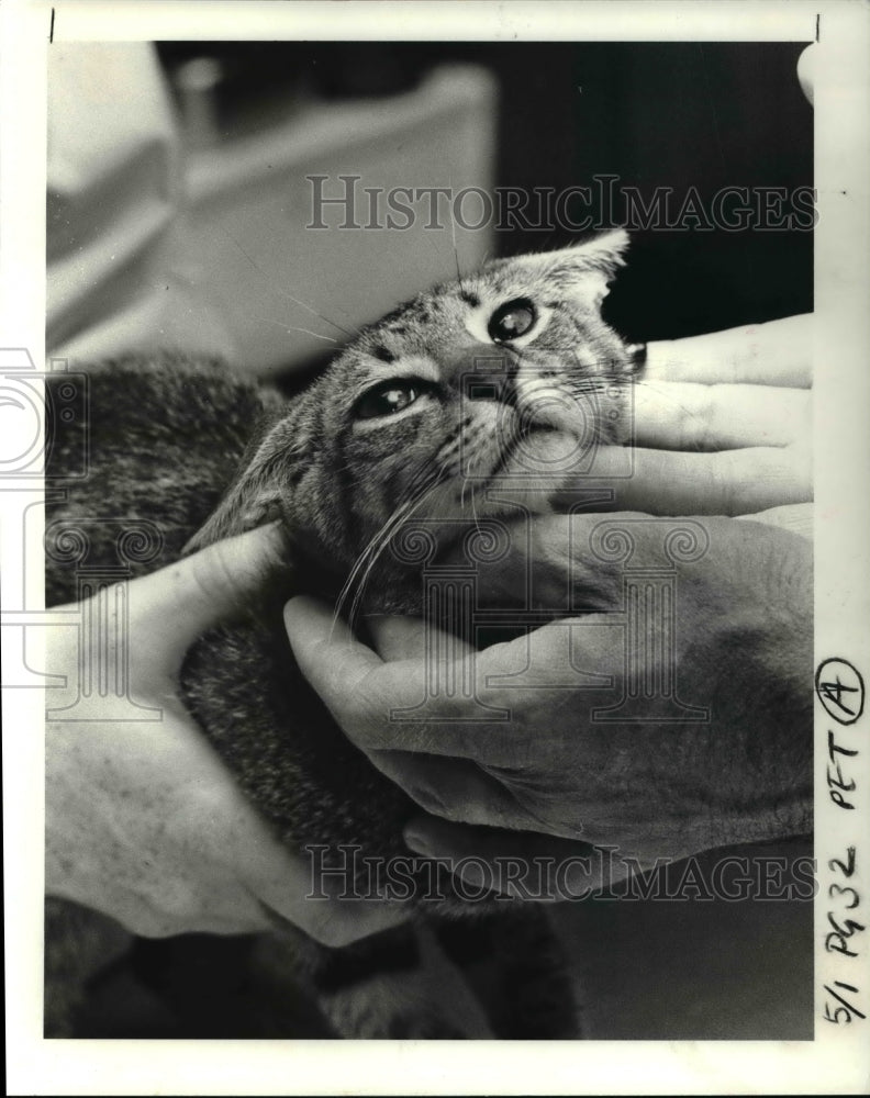 1984 Press Photo Dr. Brian Forsfren examines a cat at the Clinic.-Historic Images