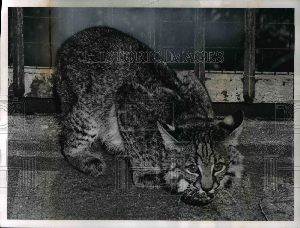 1960, The qick tempered bobcat at the Cleveland Zoo - Historic Images