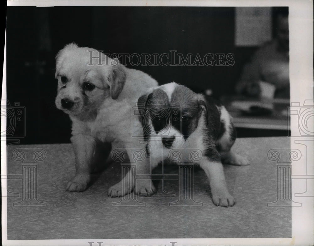 1968 The cute puppies for adaption - Historic Images