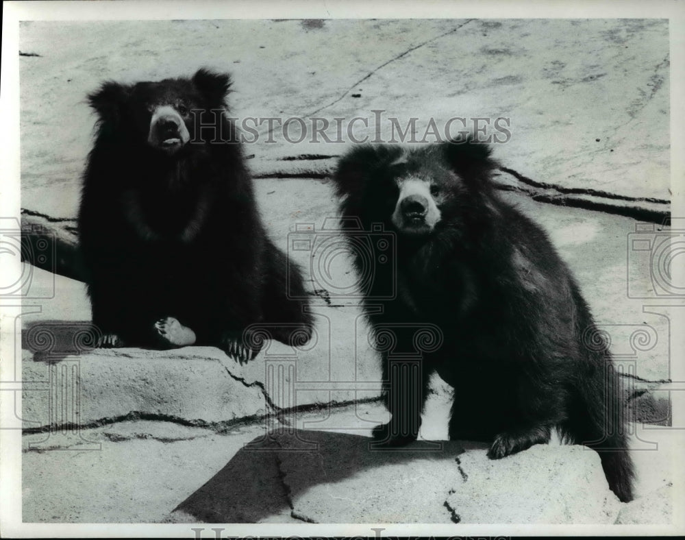 1975 Press Photo Sloth bears of India are new inhabitants of Cleveland Zoo-Historic Images