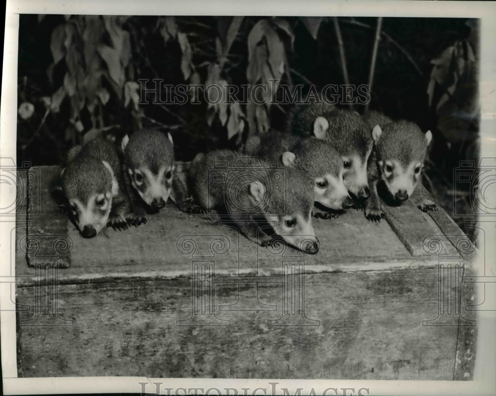 1944 Coati Mundis at the Audubon Park Zoo - Historic Images