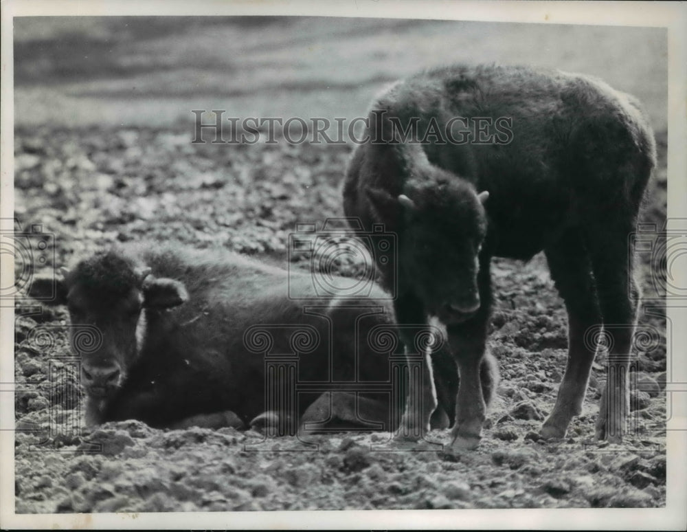 1965, Bisons - Historic Images