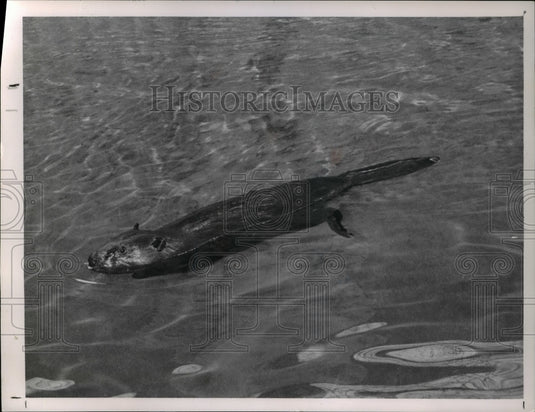 1963, Beaver - Historic Images