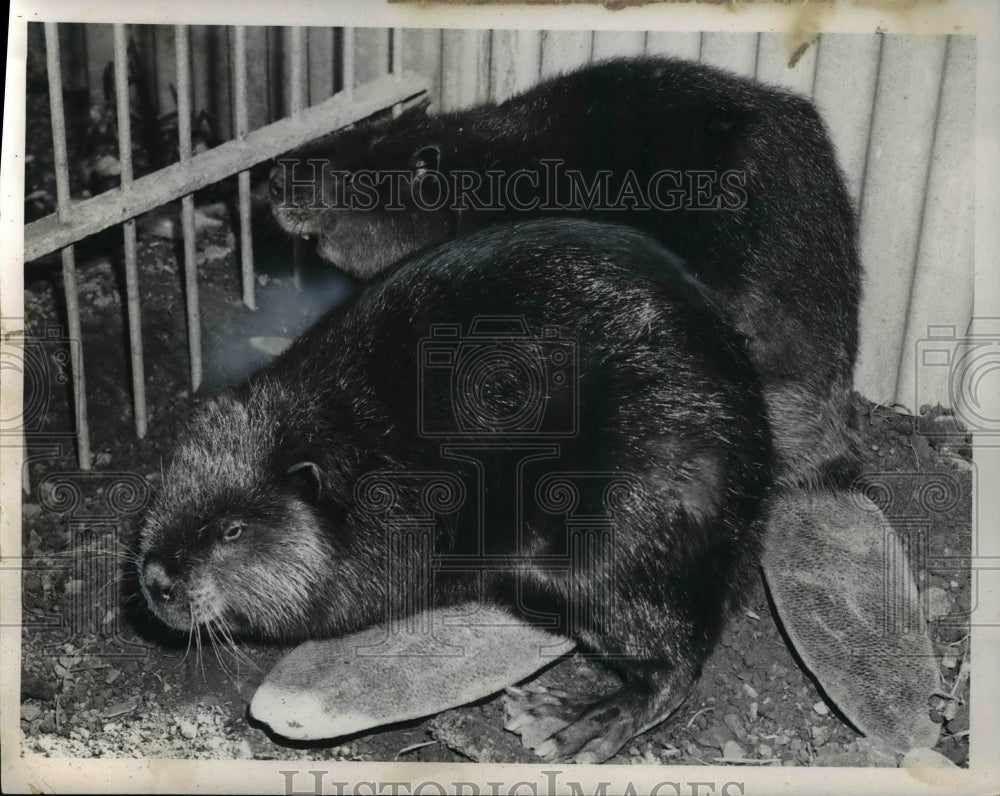 1958 Press Photo Beavers - Historic Images