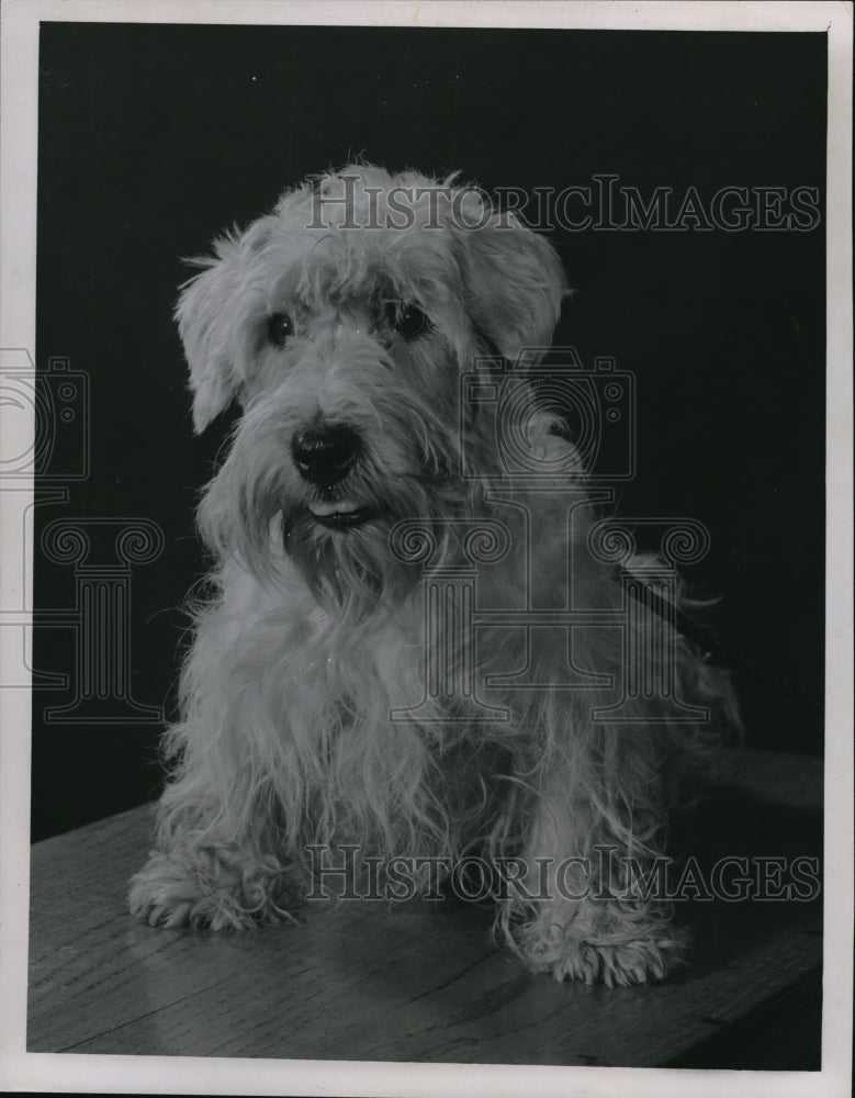 1960, Terrier Sealyham dog - Historic Images