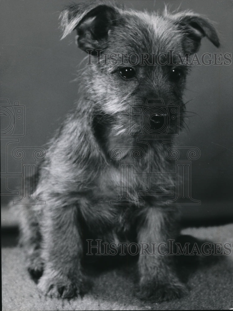 1971 Press Photo Australian Terrier Puppy - Historic Images