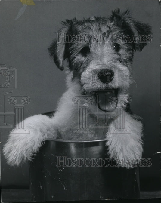 1972 Wire - Historic Images