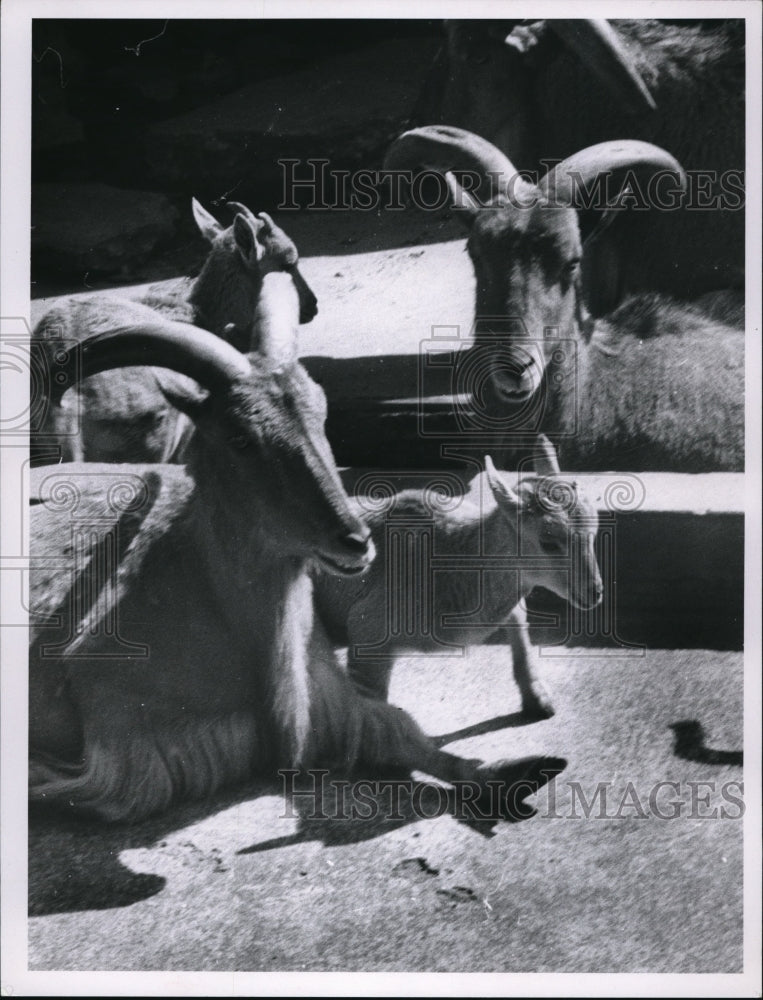 1966 Press Photo New baby Barbary sheep - Historic Images