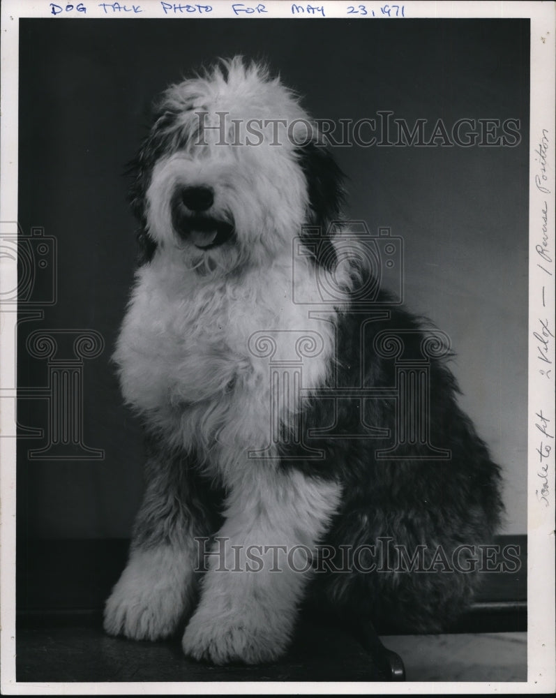 1971 Cadi Sheepdog Puppy Owned by James Stricklands of Brecksville - Historic Images