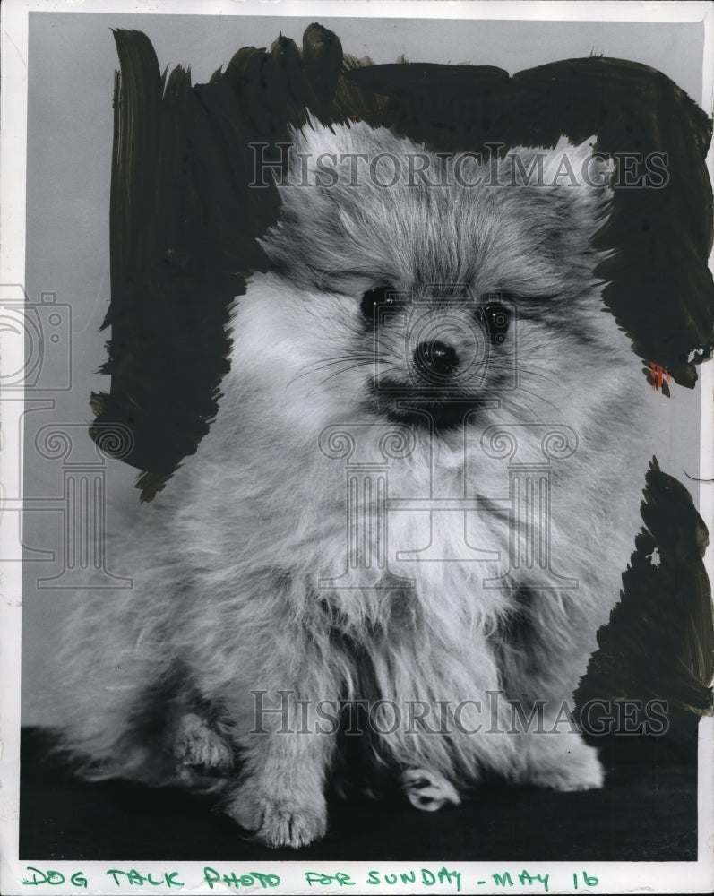 1971 Pomeranian Puppy Owned by Mrs. Robert Evans - Historic Images