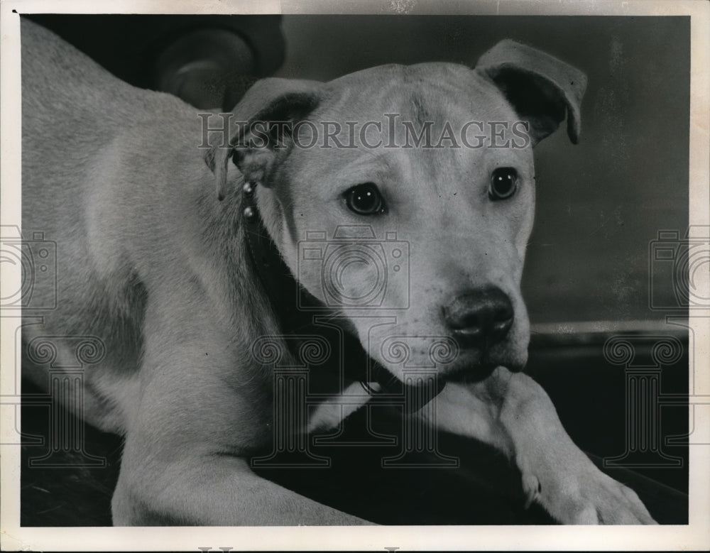 1961 Lost terrier - Historic Images